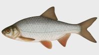 Säljer betesfisk till kräftfiske!