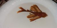 Röd stor singel hanne 11 cm ancistrus long fin