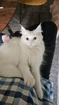 Mainecoon/skogkatt
