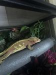 Ögonfransgecko hona på ca 5 år ! 