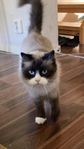 ragdoll / birma