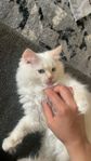 Ragdoll Kattungar