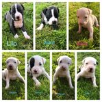 amstaff/cane corso valpar