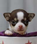 chihuahua valpar skk