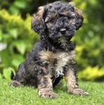 CAVAPOO tricolor / trefärgad GUDOMLIGT FIN