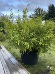 Frodig buske bambu