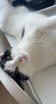 katt