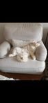 Omplacering Ragdoll hane 