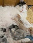 Kattungar 75% Maine Coon. Huskatter. LÄS HELA ANNONSEN!