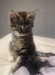 kattunge