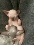 sphynxkatt