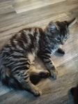 semilånghårig kattunge 