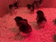 ayam cemani & cream legbar 