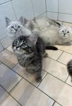 kattunge Ragdoll och Siribisk skogskatt