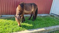 Supersnäll 1 årig shetlandshingst*RESERVERAD*