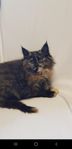 Underbart tillgiven och fin Maine Coon kattunge 