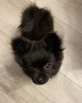 Hund