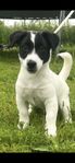 Jack Russell SKK