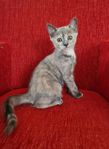 kattungar