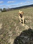 Labradorvalpar SKK