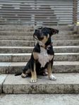 American Bully tik