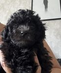 Lhasapoo