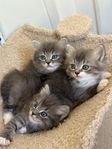kattungar