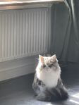en katt