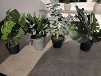 fyra plastblommor 