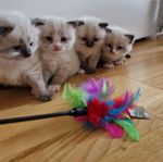 Ragdoll kattungar
