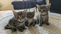 Kattungar säljes levererasklara 2 augusti
