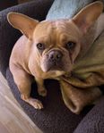 Fransk bulldog tik 
