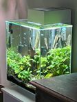 Fluval Edge akvarium, 46 liter
