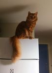 sällskaplig hankatt på 11 månader söker nytt hem