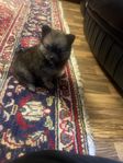pomeranian/Chihuahua (Tik) leveransklar 27 juli