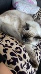 Ragdoll/birma