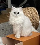 Renrasig Chinchilla Perser