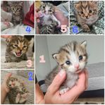 kattungar 50% brittiska