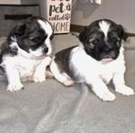 Shih tzu / Lhasa apso