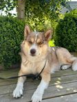 Husky-shepherd säljes