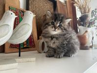 English long hair kitten for sale
