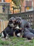 American bully Micro 
