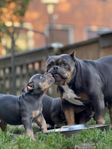 American Bully Micro
