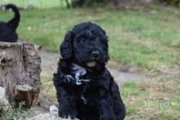 Labradoodle 6 veckor 