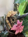 Ögonfransgecko 