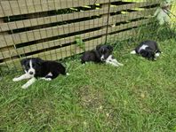 Border Collie Valpar