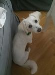 Liten tik 2.5 år