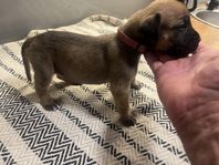 SYDAFRIKANSK MASTIFF BOERBOEL