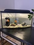Akvarium med tre guldfiskar