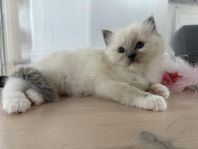 Ragdoll kattungar med stamtavla i SVERAK